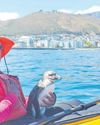 Cape Argus
