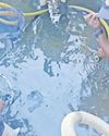 SPCA rescues fish from swimming pool4