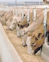 Foot-and-mouth disease outbreak causes China to suspend imports Foot-and-mouth disease outbreak causes China to suspend imports
