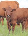 Make KZN a disaster area because of how dire things are, plead farmers13
