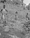 Villagers step up to halt deforestation in Sierra Leone15