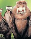 A quirky look at nature's overlooked creatures14