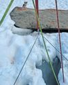 Lapdog to lifesaver - Chihuahua saves owner trapped in a glacier11
