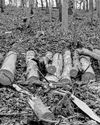 Chemical plants in Germany bet on biomass10