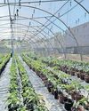 Local veggie farmers to get helping hand from the eThekwini Municipality16