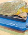 Rescued turtle Finley shows signs of recovery at uShaka4