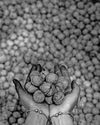 What's at stake for Indian agriculture in Trump's trade deal?11