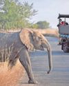 KZN faces elephant overpopulation crisis1