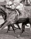 Native Ruler heats up the Winter Stakes Native Ruler heats up the Winter Stakes12