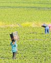 Agricultural sector can withstand potential AGOA exit16