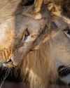 Lions making remarkable strides one year after rescue Lions making remarkable strides one year after rescue12