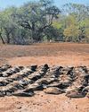 Another 100 endangered vultures killed11