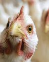 Astral Foods CEO discusses the impact of US trade tensions on SA's poultry sector29