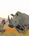 How a thermal drone could save the last rhinos: Justin Terblanche's mission13