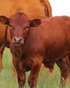 Red Meat Industry activates Operational Centre to counter Foot and Mouth Disease outbreak24