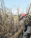SA sugar growers urge action against unfair trade practices impacting industry29
