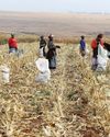 South Africa poised for record summer crop harvest despite late rains26
