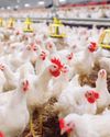 Poultry industry takes a proactive step with avian flu vaccination permit Poultry industry takes a proactive step with avian flu vaccination permit29