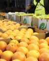 SA citrus industry urge swift negotiations to exempt seasonal produce from US tariffs25