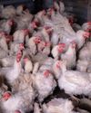 Merlog warns SA poultry supply crisis could worsen despite lifted import ban25