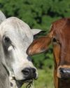KwaZulu-Natal agricultural union urges disaster declaration as foot and mouth disease spreads KwaZulu-Natal agricultural union urges disaster declaration as foot and mouth disease spreads27