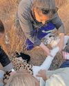 Cheetah Njozi begins recovery after surgery at UP veterinary clinic7