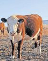 ConCourt broadens interpretation of grazing rights under ESTA10