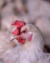 United States set to swoop on South African poultry industry, says FairPlay29
