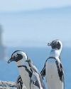 Another lifeline for the African Penguin - Minister signs landmark regulations10