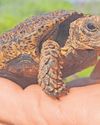 The protection of the speckled dwarf tortoise in Northern Cape12