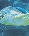 Finding balance with Kai, the loggerhead turtle13