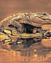 Gold glitters for Zimbabwean luxury crocodile skins supplier, Padenga33