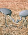 Protecting South Africa's national bird12