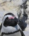 Penguin Palooza 2025, a call to save the African Penguin Cape Times
