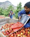 South Africa looks to China for R400m stone fruit exports in diversification drive South Africa looks to China for R400m stone fruit exports in diversification drive23