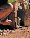 Meerkat Mia finds new hope at Shamwari Wildlife Rehabilitation Centre11