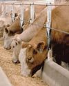 Agricultural sector sounds alarm over illegal Kenyan foot-and-mouth vaccine threat22