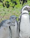 African penguin populations plummet due to food shortages African penguin populations plummet due to food shortages13