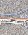 After 50 years the Blue-tailed Sandveld Lizard makes a comeback12