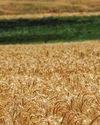 Global food prices fall for third straight month as FAO Index slides in November29