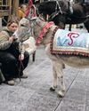 PETS, PEDIS AND PEPPERMINTS: WHEN THE DIVA IS A DONKEY14