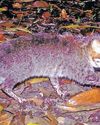 Elusive wild cat feared extinct now rediscovered in Thailand18