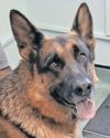 German Shepherd survives scorpion sting5
