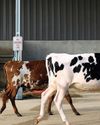 Limpopo tightens livestock movement controls as FMD fears persist26
