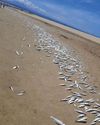 DFFE clarifies: Hartenbos Estuary fish deaths not due to sewerage9