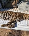 Leopard electrocuted on Eskom power line near Worcester9