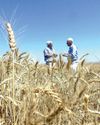SA agriculture upbeat on growth despite looming El Niño risks29