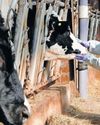 'Broken' animal biosecurity poses biggest threat to food affordability18