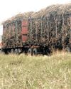 How the Tongaat Hulett crisis could devastate South Africa's rural sugar economy27