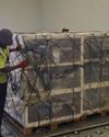 SA receives one million doses of Foot and Mouth Disease vaccine SA receives one million doses of Foot and Mouth Disease vaccine31